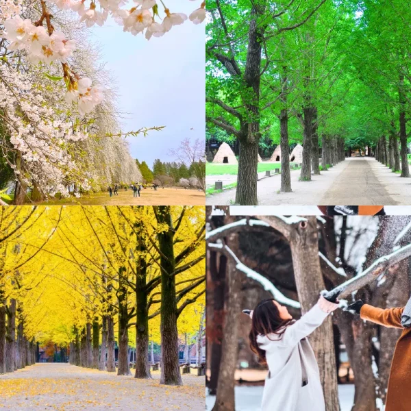 Hàn Quốc: Seoul - Nami - Everland 5 ngày 4 đêm | Tháng 9 2025 | Vietjet Air bay sáng