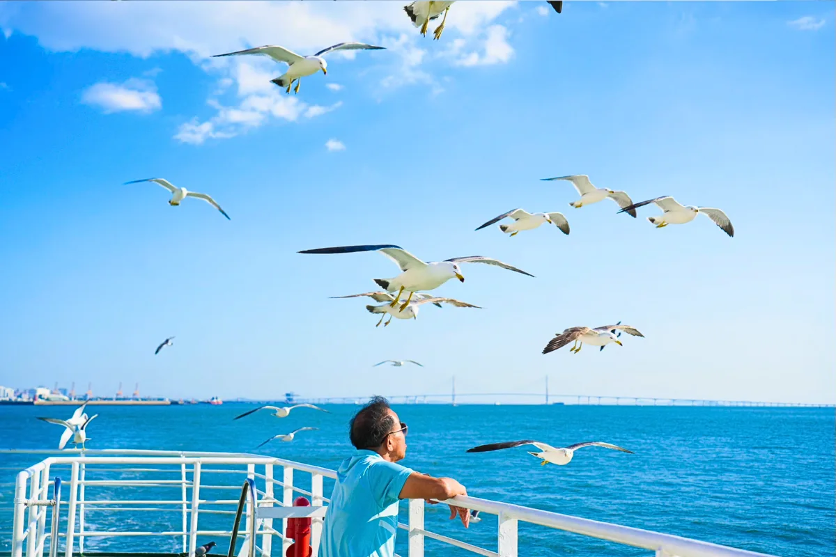 Tour Hàn Quốc 5N4Đ tháng 10 ngắm lá vàng - Ngắm chim hải âu ở Seoul