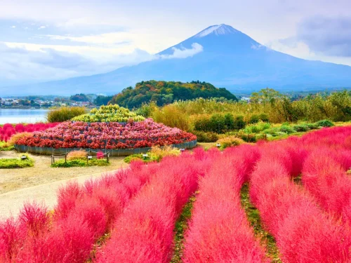 Nhật Bản Cung Đường Vàng: TOKYO – PHÚ SĨ – NAGOYA – KYOTO – OSAKA | 6 ngày 5 đêm | Tháng 10 2025 | Vietnam Airlines