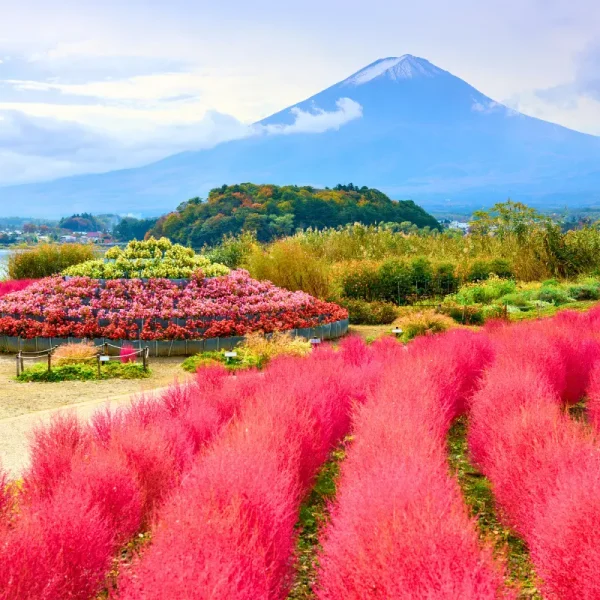 cong-vien-oishi Nhật Bản Cung Đường Vàng: OSAKA – KOBE – KYOTO – NAGOYA – FUJI – TOKYO | 6 Ngày 5 đêm | Tháng 1 2026 | Vietnam Airlines