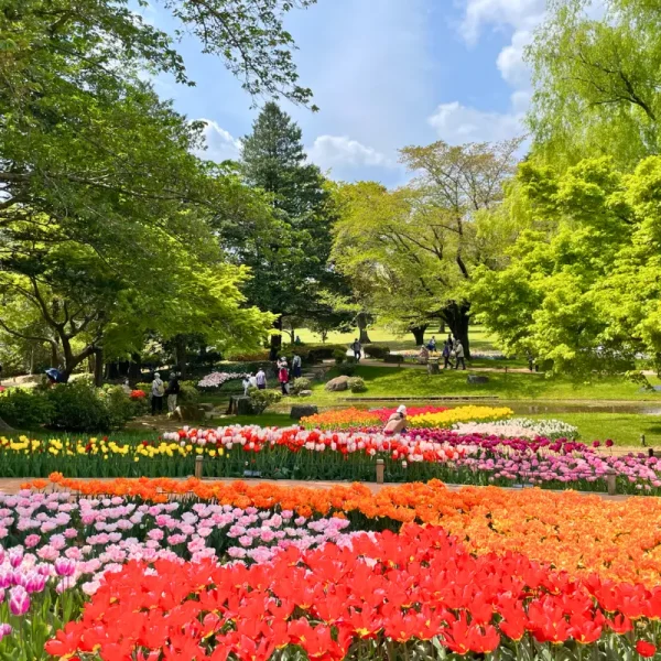 cong-vien-showakinen Nhật Bản Cung Đường Vàng: OSAKA – KYOTO – NAGOYA – PHÚ SĨ – TOKYO | 6 ngày 5 đêm | Tháng 10 2025 | Vietjet Air