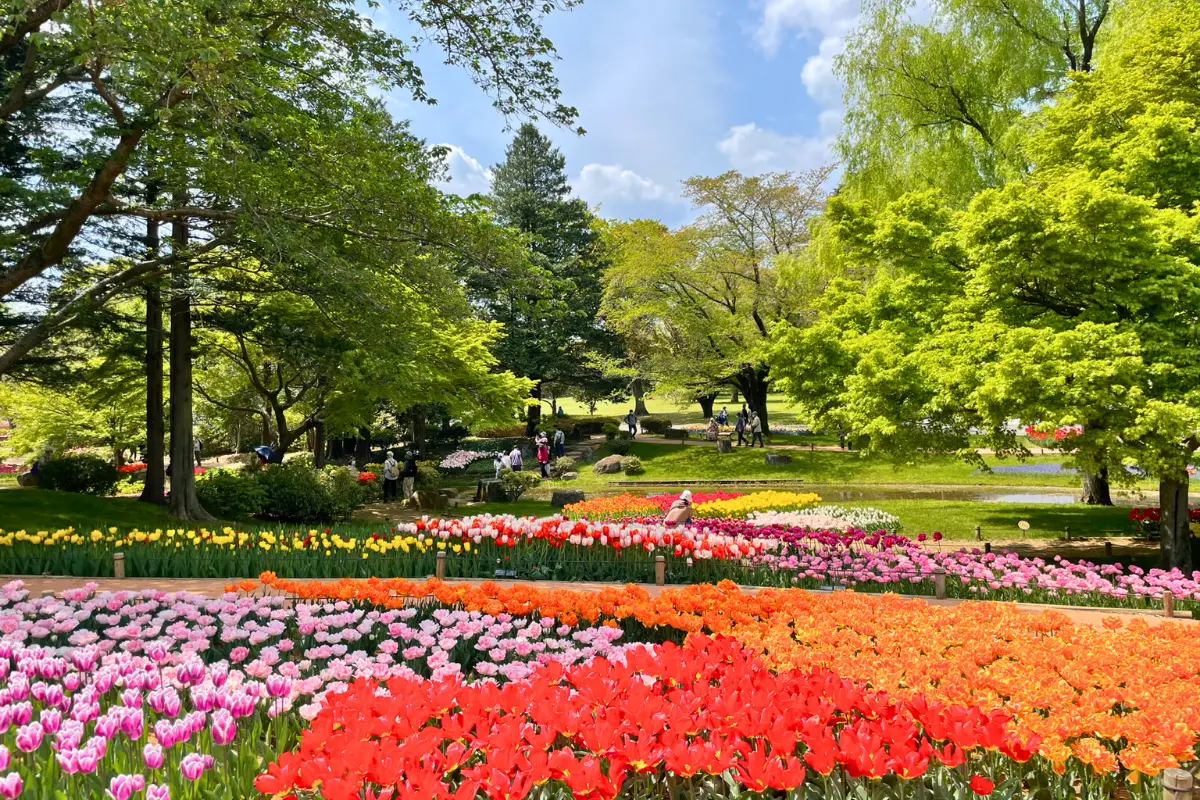 cong-vien-showakinen Nhật Bản Cung Đường Vàng: OSAKA – KYOTO – NAGOYA – PHÚ SĨ – TOKYO | 6 ngày 5 đêm | Tháng 10 2025 | Vietjet Air