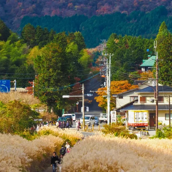 dong-co-lau-sengokuhara Nhật Bản: Tokyo - Fuji | 5 ngày 4 đêm | Tháng 7 2025 | Vietjet Air