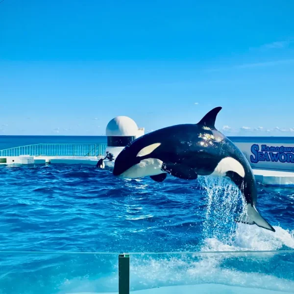 kamogawa-seaworld-thuy-cung Nhật Bản: Tokyo - Fuji | 5 ngày 4 đêm | Tháng 7 2025 | Vietjet Air