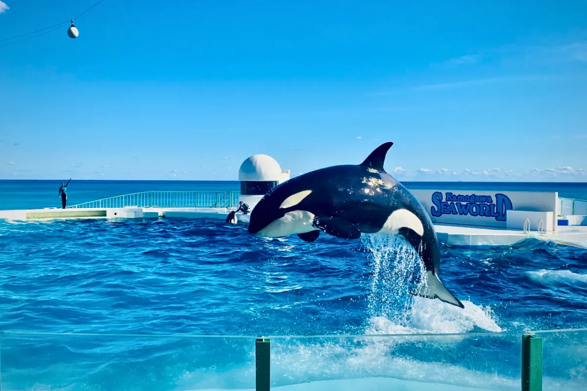 Nhật Bản: Tokyo - Fuji | 5 ngày 4 đêm | Tháng 7 2025 | Vietjet Air