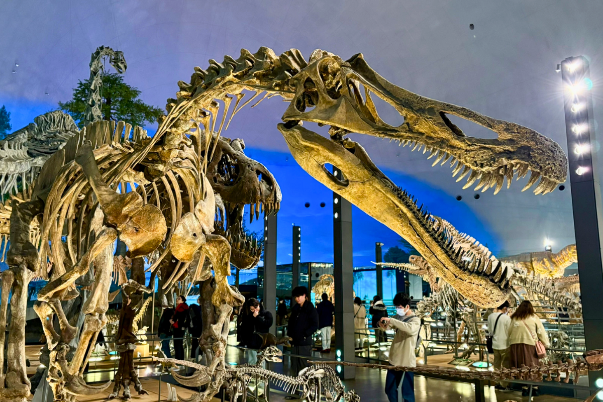 Nhật Bản Cung Cổ Tích: NAGOYA – TAKAYAMA– SHIRAKAWAGO – FUKUI – KYOTO – OSAKA  | 6 ngày 5 đêm | Tháng 11 2025 | Vietnam Airlines