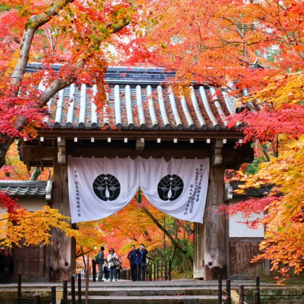 Nhật Bản Cung Cổ Tích: NAGOYA – TAKAYAMA– SHIRAKAWAGO – FUKUI – KYOTO – OSAKA  | 6 ngày 5 đêm | Tháng 11 2025 | Vietnam Airlines