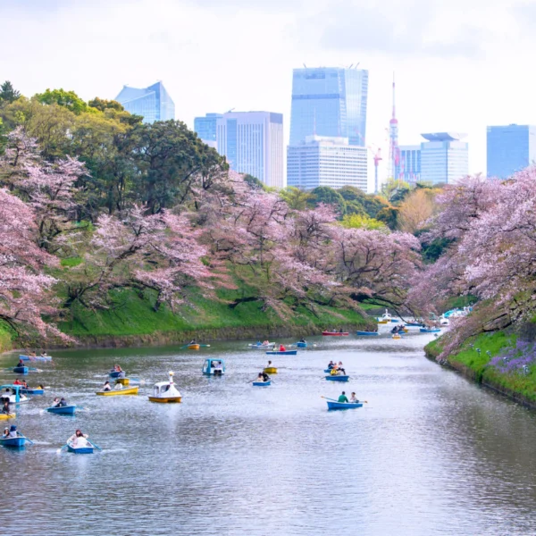 Nhật Bản Cung Đường Vàng: TOKYO – FUJI – NAGOYA – KYOTO – OSAKA | 6 Ngày 5 đêm | Tháng 3 2026 | Vietnam Airlines