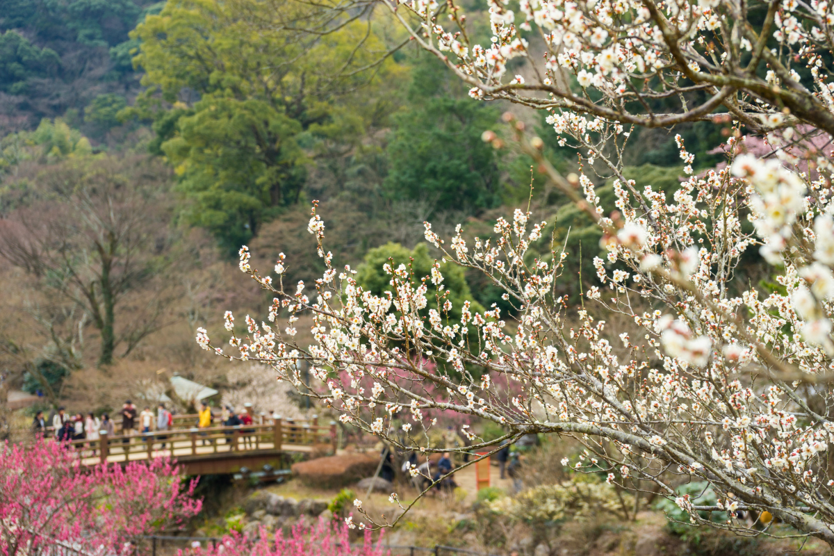 Nhật Bản Cung Đường Vàng: TOKYO – FUJI – NAGOYA – KYOTO – OSAKA | 6 Ngày 5 đêm | Tháng 2 2026 | Vietnam Airlines