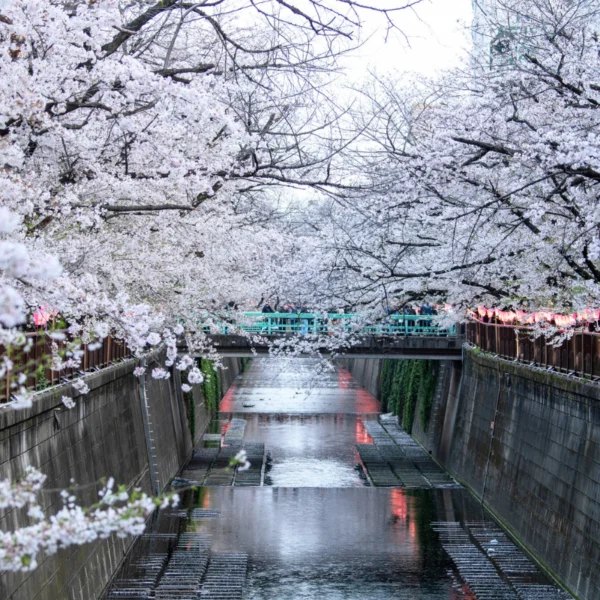 Nhật Bản Cung Đường Vàng: TOKYO – FUJI – NAGOYA – KYOTO – OSAKA | 6 Ngày 5 đêm | Tháng 3 2026 | Vietnam Airlines