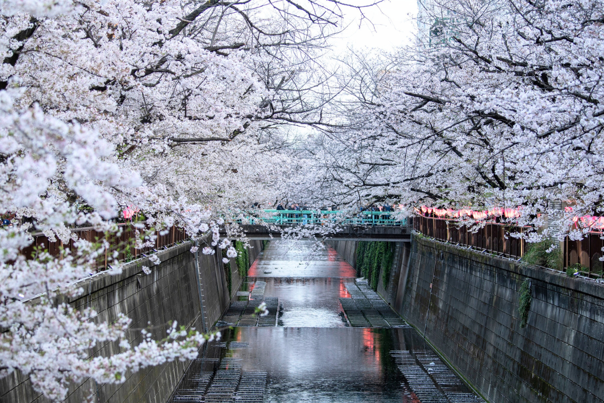Nhật Bản Cung Đường Vàng: TOKYO – FUJI – NAGOYA – KYOTO – OSAKA | 6 Ngày 5 đêm | Tháng 3 2026 | Vietnam Airlines