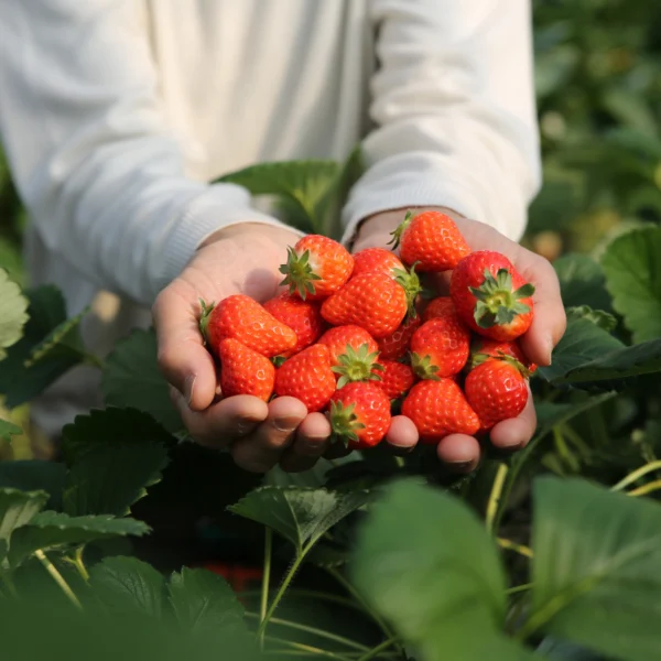 Nhật Bản Cung Đường Vàng: TOKYO – FUJI – NAGOYA – KYOTO – OSAKA | 6 Ngày 5 đêm | Tháng 2 2026 | Vietnam Airlines