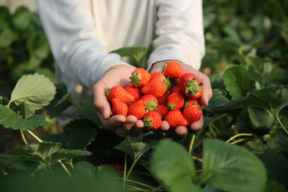 Nhật Bản Cung Đường Vàng: TOKYO – FUJI – NAGOYA – KYOTO – OSAKA | 6 Ngày 5 đêm | Tháng 2 2026 | Vietnam Airlines